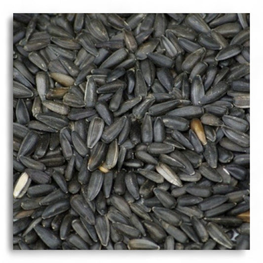 Pipas Negras Faunamix para Pájaros